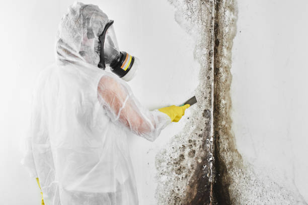 Best Post-Flood Mold Remediation in Proctor, MN