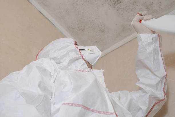 Professional Mold Remediation in Proctor, MN